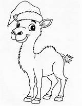Christmas Camel coloring Page sketch template