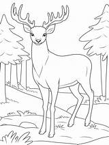 Cute Elk Coloring Pages For Kids  Coloringforestcom sketch template