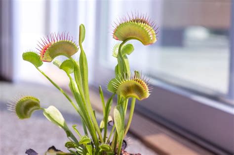 How to grow a Venus flytrap - Farm and Dairy