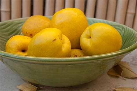 Flowering Quince Fruit (aka Chaenomeles japonica aka Japanese Quince) - Backyard Forager