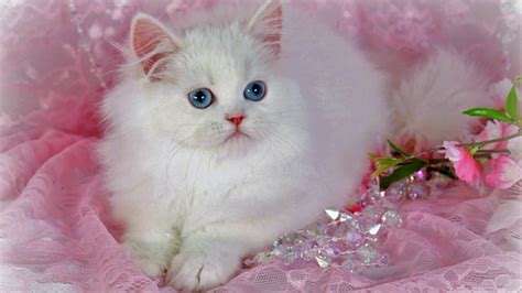 Very Cute Cats Wallpapers - Wallpaper Cave