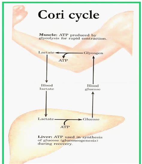 Cori Cycle