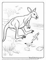 100  Kangaroo coloring Pages Free PDF To Print Woo Coloring sketch template