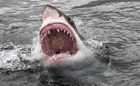 Australia's Bondi Beach Closed After Shark Sighting