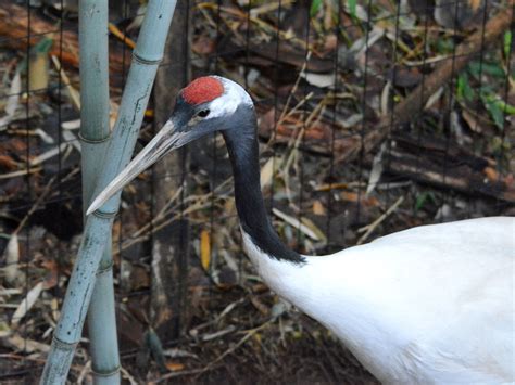 The Online Zoo - Red-crowned Crane