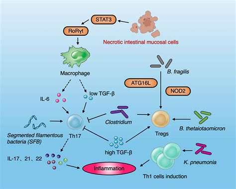 Frontiers | The Gut Microbiota in Inflammatory Bowel Disease