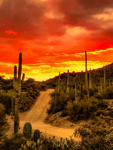 5 Hidden Dangers of the Sonoran Desert - Nomadic News