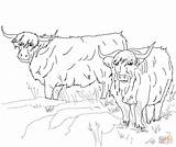 Highland Cow Pages Coloring sketch template