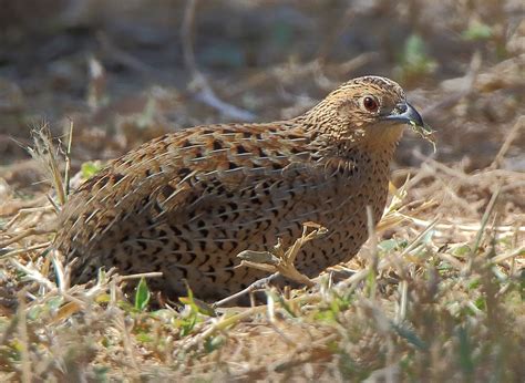 Richard Waring's Birds of Australia: Brown Quails come out for a feed