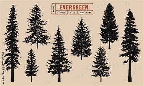 Vetor de Evergreen tree silhouette vector illustration hand drawn do Stock | Adobe Stock