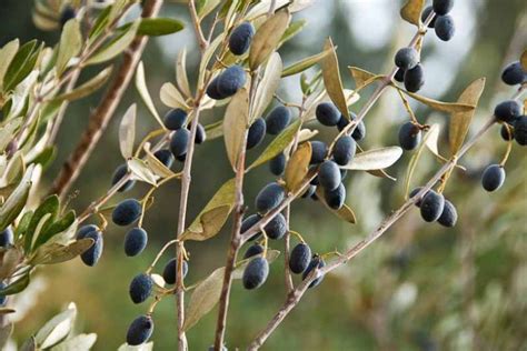 Olive Tree (Olea europaea): How to Grow and Care with Success