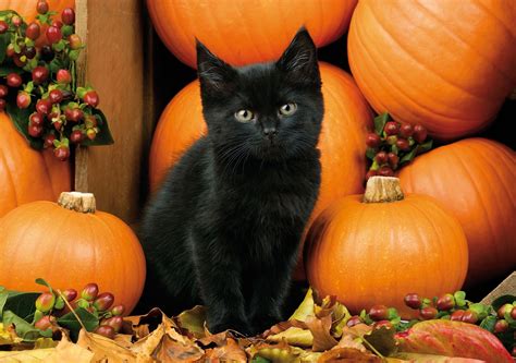 Cute Black Cat Halloween Wallpapers - Top Free Cute Black Cat Halloween Backgrounds ...