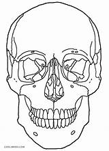 Printable Skulls Coloring Pages For Kids sketch template