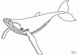Free Printable Blue Whale Coloring Pages  Sheet sketch template
