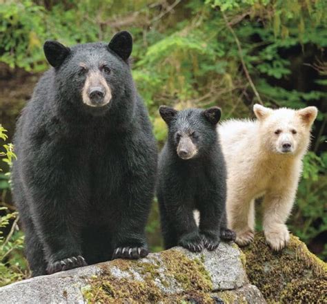 American black bears ironically show a great deal of color variation ...