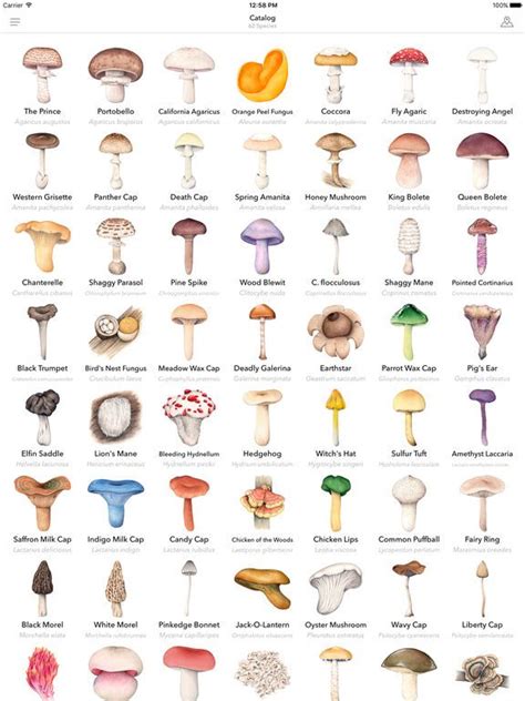 Identify Mushroom By Picture - PictureMeta