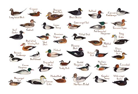 Ducks of North America. – Kate Dolamore Art