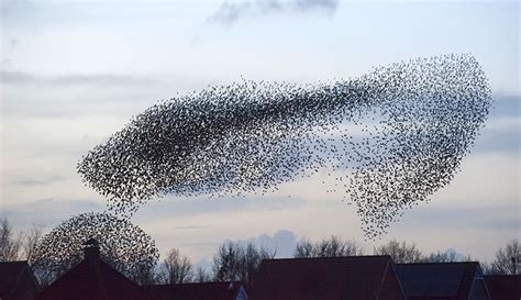 Flocking Behavior: How Poultry Act Like Wild Birds - Hobby Farms