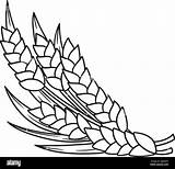 Thanksgiving Harvest Wheat Isolated Coloring Page Stock Vector Image  sketch template