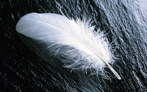 Single White Feather HD desktop wallpaper : Widescreen : High ...