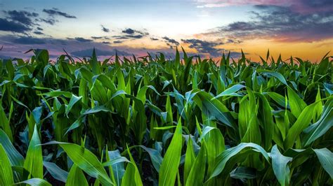 Download Green Leaf Corn Nature Field HD Wallpaper