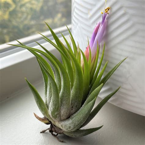 Air Plant - Tillandsia kolbii (One Plant) | Little Prince To Go