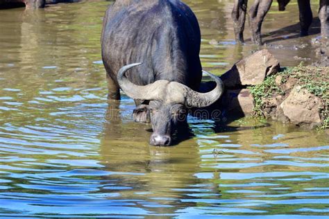 Cape Buffalo Bull stock photo. Image of dense, bull - 108770252