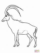 Springbok Colouring Pages Coloring Country Africa African South Crafts  sketch template