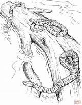 Water Snakes coloring Page  Free Printable Coloring Pages sketch template