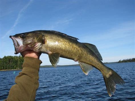 Best Walleye Lures: How to Choose Them