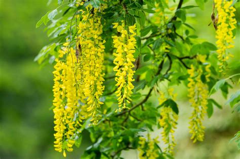 10 Colorful Flowering Trees for Your Yard