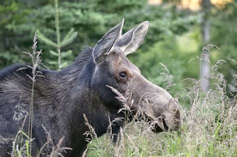 Moose Observation In Gaspesie National Park Stock Photo - Download ...