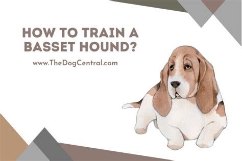 How to Train a Basset Hound? | The Dog Central