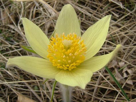 Early Spring Flowers In Mongolia