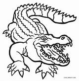 Free Printable Alligator Coloring Pages For Kids sketch template