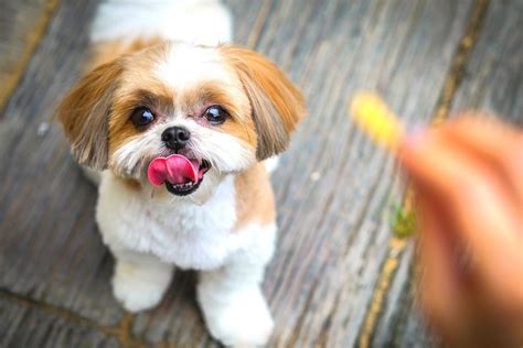 Shih Tzu Lifespan: How Long Do Shih Tzus Live On Average?