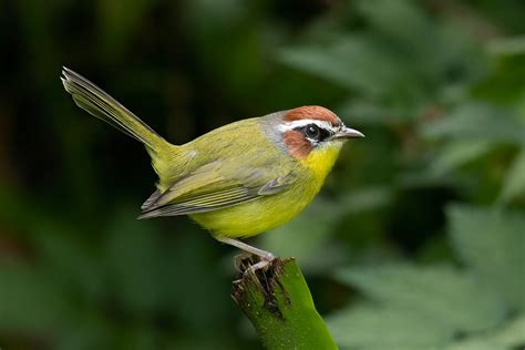 Gary Thoburn on Twitter: "‘Best of Costa Rica’, Black-faced Solitaire ...