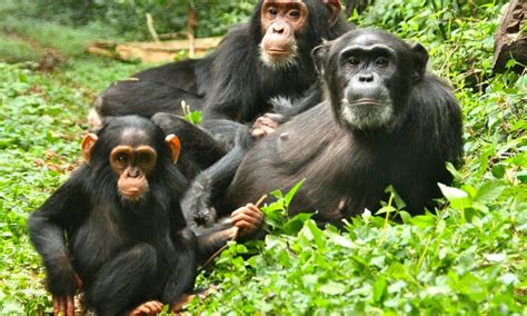 Chimpanzee Trekking in Kibale national park | Uganda Safaris | Uganda