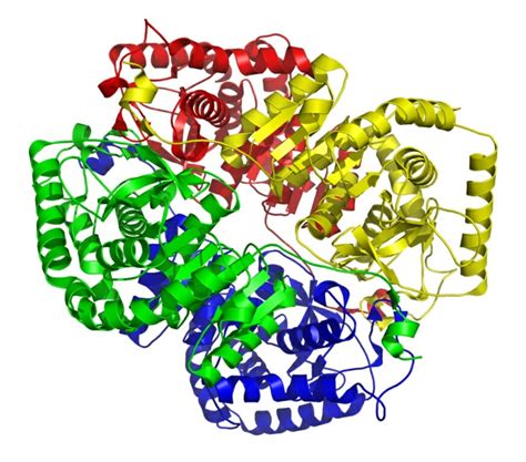 Lactate Dehydrogenase (LDH): Function, Structure & Test | Biology Dictionary