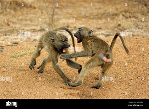 Chacma baboons (Papio ursinus), two males, half grown youngsters ...