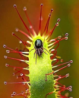 Insect eating flowers - 37 Pics | Curious, Funny Photos / Pictures