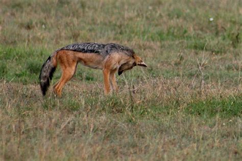 Pin by Max on Jackal | Black backed jackal, Jackal, Animals