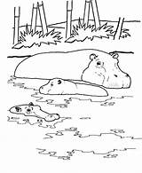 Free Printable Hippo Coloring Pages For Kids sketch template