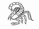 Free Printable Scorpion Coloring Pages For Kids sketch template