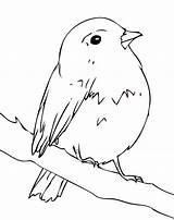 Robin Coloring Pages  Best For Kids sketch template
