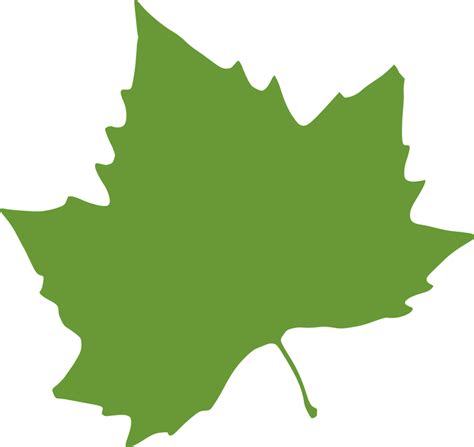 Sycamore Tree Leaf PNG Transparent Sycamore Tree Leaf.PNG Images. | PlusPNG