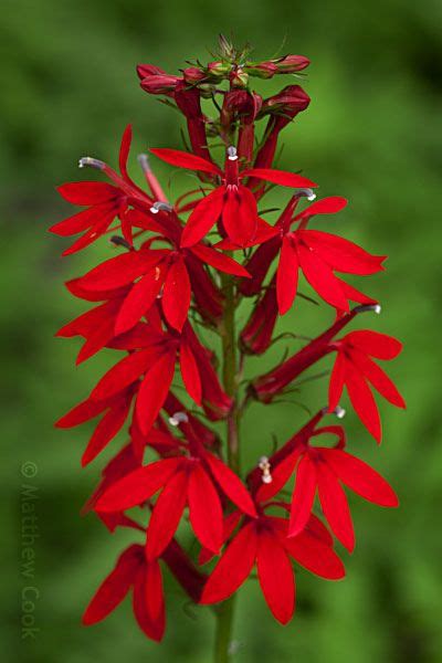 cardinal flower | Colorful images | Pinterest