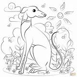 Greyhound coloring page  Free Printable Coloring Pages sketch template
