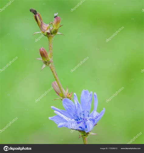 Flower of common chicory — Stock Photo © aleoks #172526012