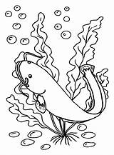 Catfish color Sheets Coloring Page  Free Printable Pages sketch template